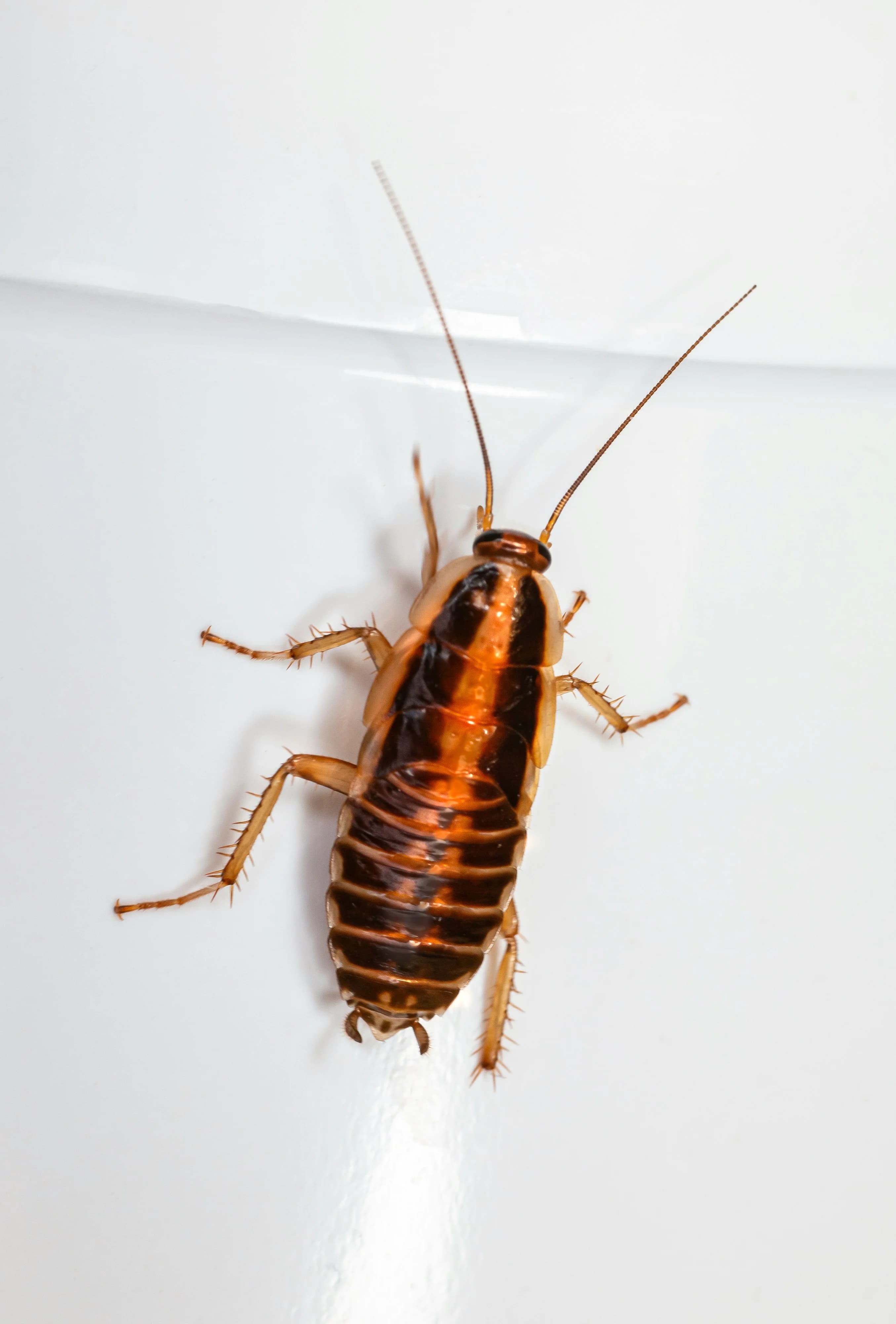 Bugs / Cockroaches pest control service
