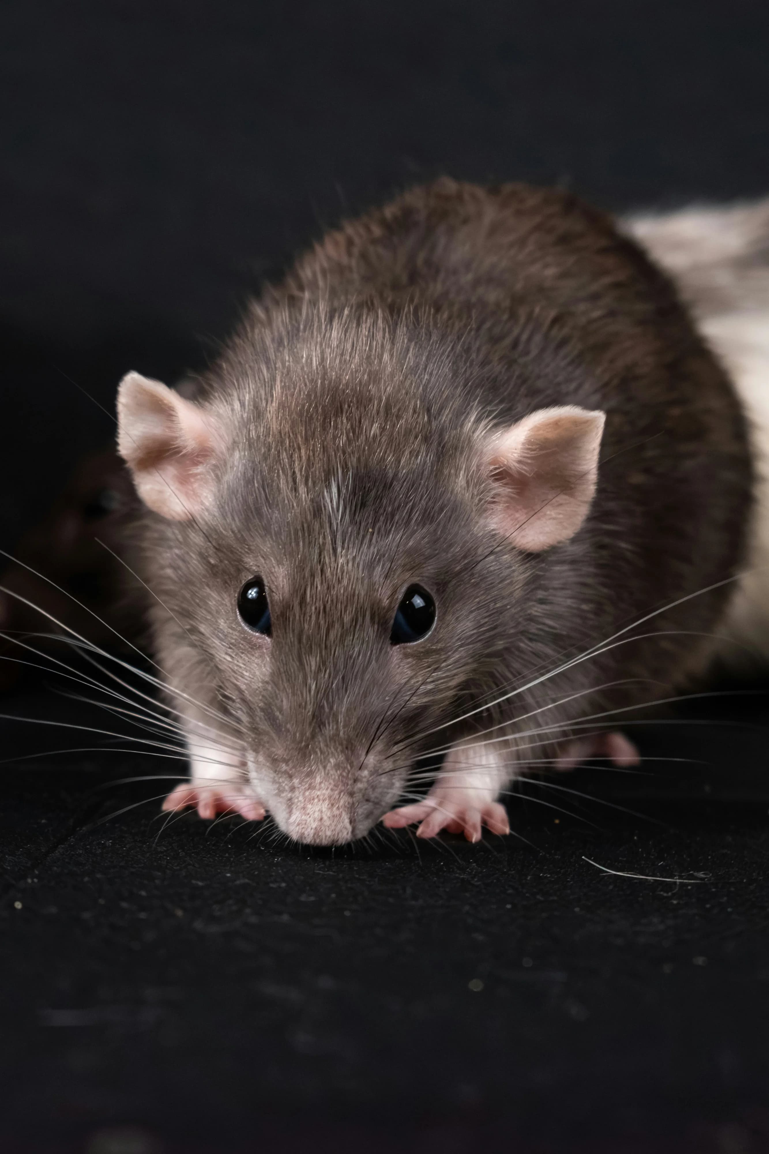 Rodents pest control service