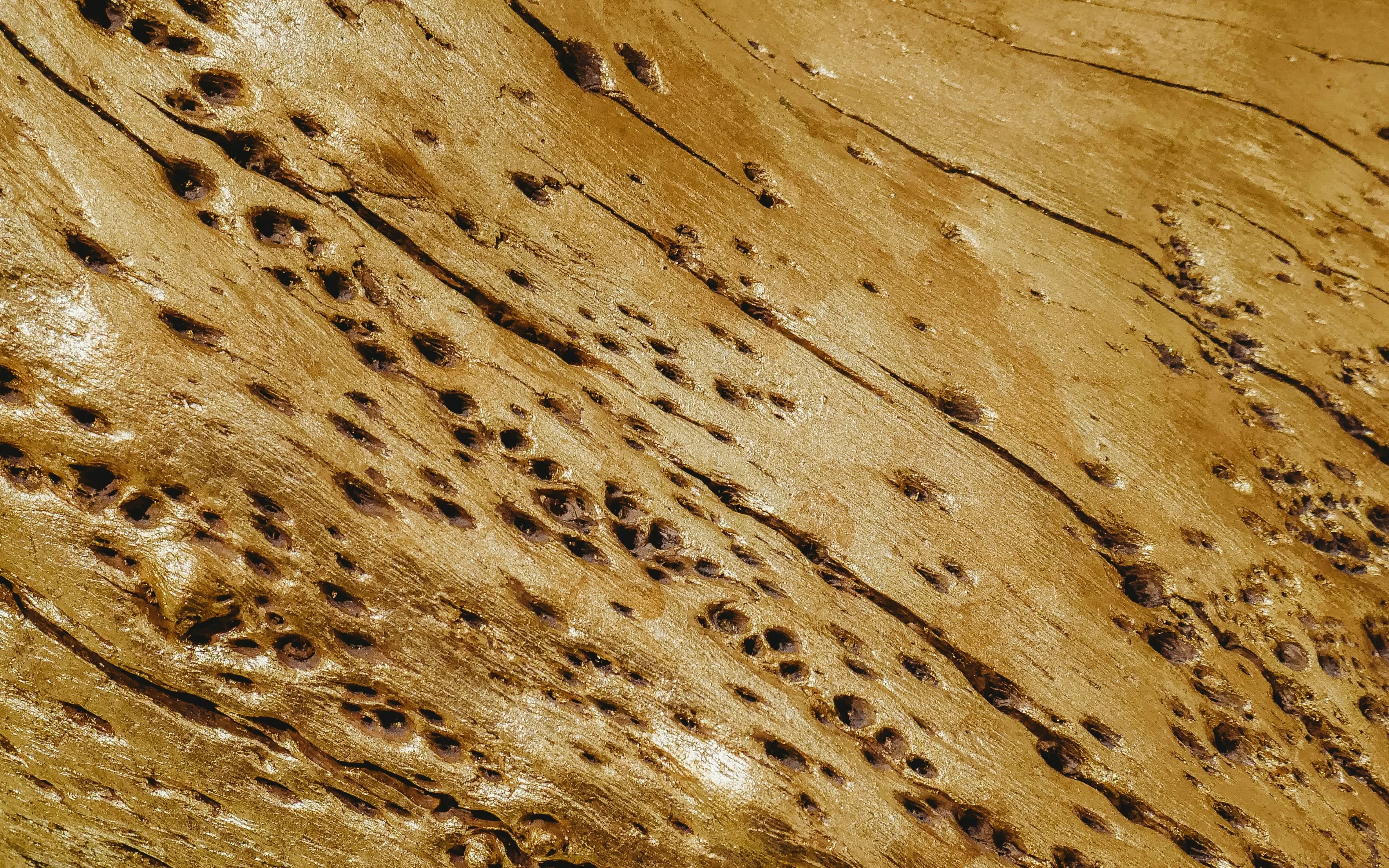 Termites pest control service