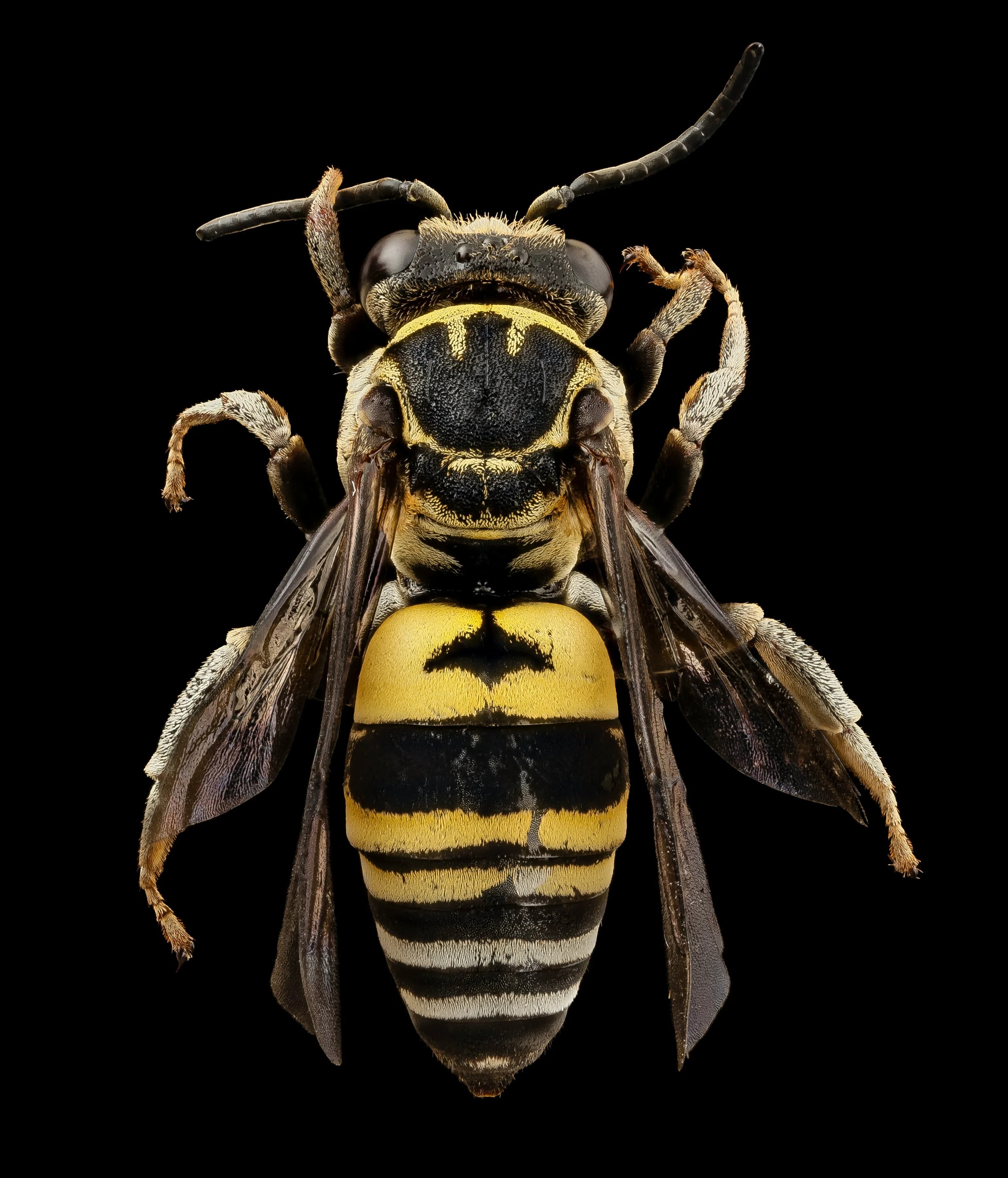 Wasps / Hornets pest control service